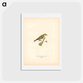 アートポストカード-Wood Warbler
 - スヴェンスカ フォグラル Postcard.