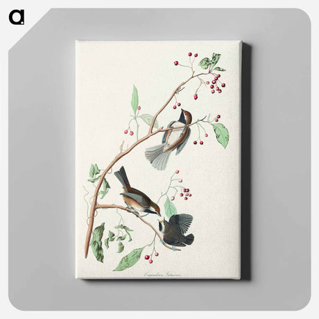 アートパネル-Canadian Titmouse
 - アメリカの鳥たち Canvas.