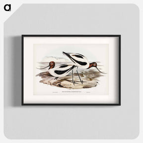 アートポスター-Red-necked Avocet
 - オーストラリアの鳥 Poster.