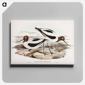 アートパネル-Red-necked Avocet
 - オーストラリアの鳥 Canvas.