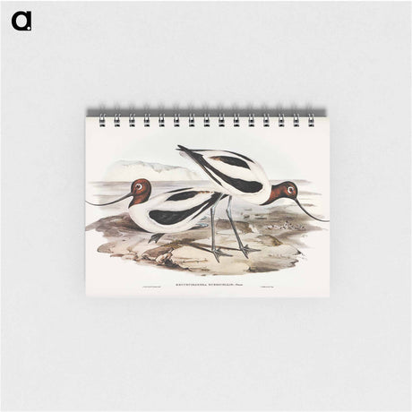 アートメモ帳-Red-necked Avocet
 - オーストラリアの鳥 Memo.