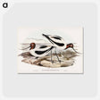 アートポストカード-Red-necked Avocet
 - オーストラリアの鳥 Postcard.