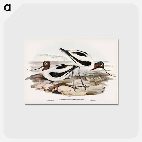 アートポストカード-Red-necked Avocet
 - オーストラリアの鳥 Postcard.