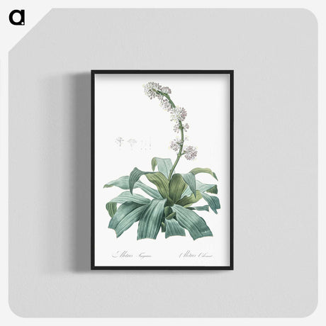 2-42_The-Lilies_blk-crop