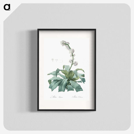 2-42_The-Lilies_blk
