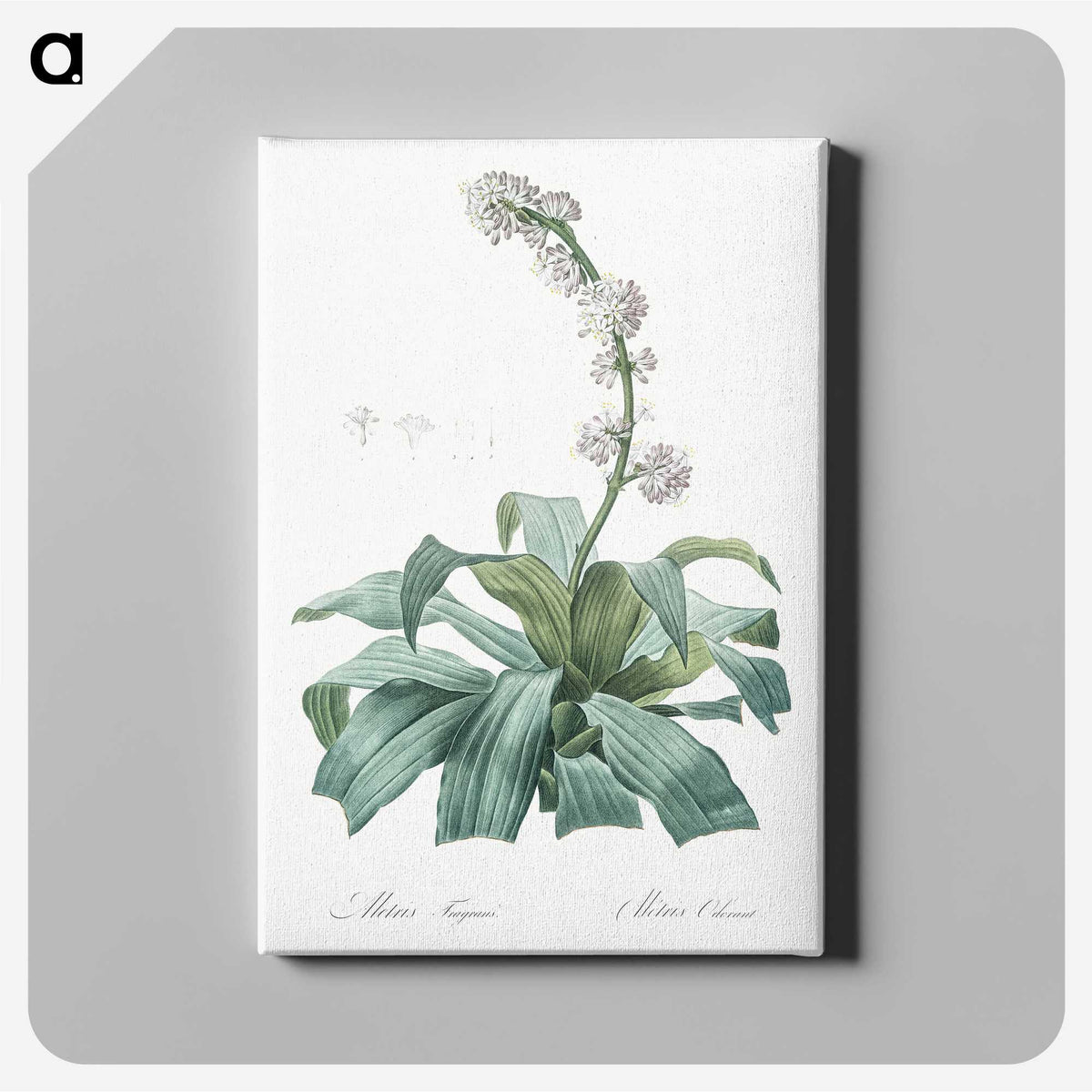 2-42_The-Lilies_canvas