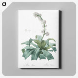 2-42_The-Lilies_canvas