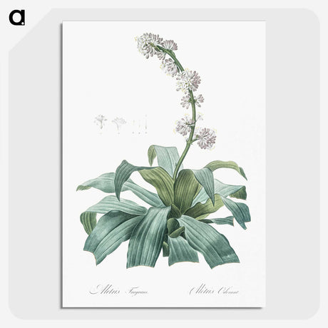 2-42_The-Lilies_picture-crop
