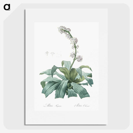 2-42_The-Lilies_picture