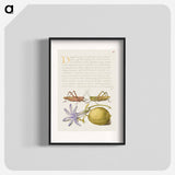 アートポスター-Wart Biter, Grasshopper, Hyacinth, and Almond from Mira Calligraphiae Monumenta
 - 書道のお手本 Poster.