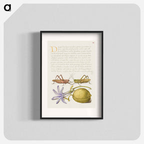 アートポスター-Wart Biter, Grasshopper, Hyacinth, and Almond from Mira Calligraphiae Monumenta
 - 書道のお手本 Poster.