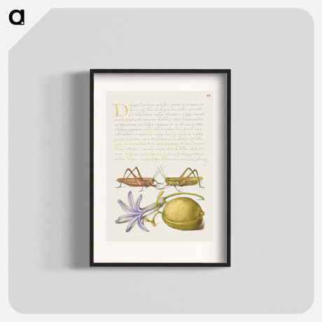 アートポスター-Wart Biter, Grasshopper, Hyacinth, and Almond from Mira Calligraphiae Monumenta
 - 書道のお手本 Poster.