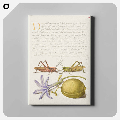 アートパネル-Wart Biter, Grasshopper, Hyacinth, and Almond from Mira Calligraphiae Monumenta
 - 書道のお手本 Canvas.