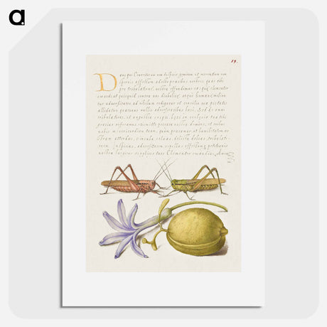 アートポスター-Wart Biter, Grasshopper, Hyacinth, and Almond from Mira Calligraphiae Monumenta
 - 書道のお手本 Poster.