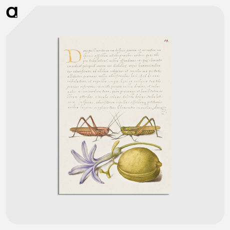 アートポストカード-Wart Biter, Grasshopper, Hyacinth, and Almond from Mira Calligraphiae Monumenta
 - 書道のお手本 Postcard.