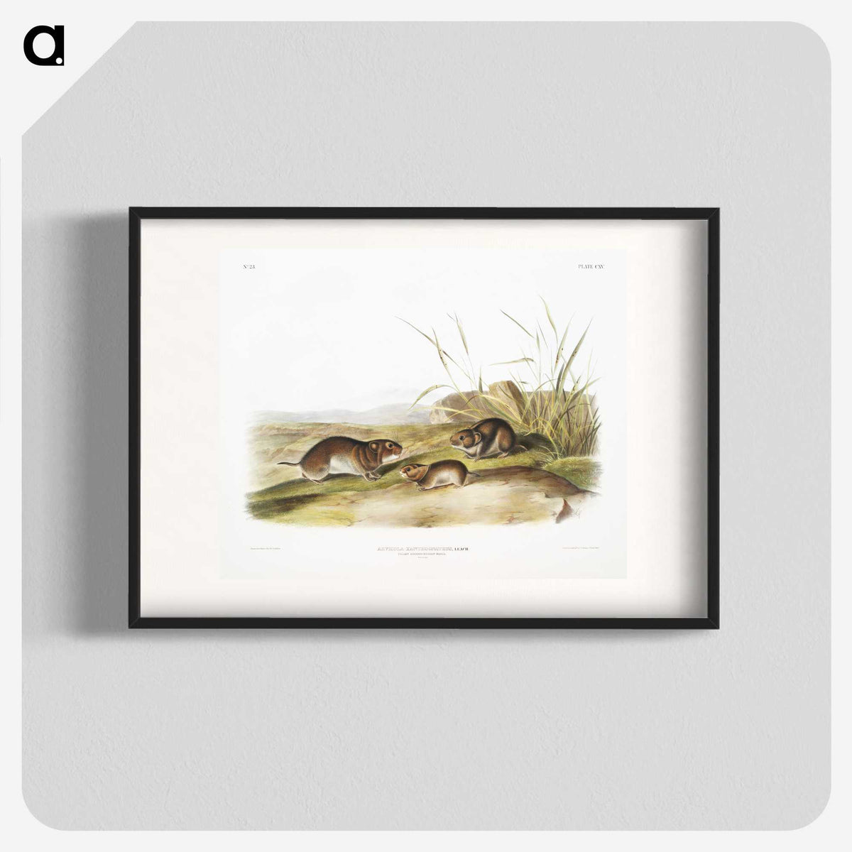 2-42_The-Viviparous-Quadrupeds_blk