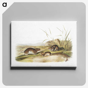 2-42_The-Viviparous-Quadrupeds_canvas