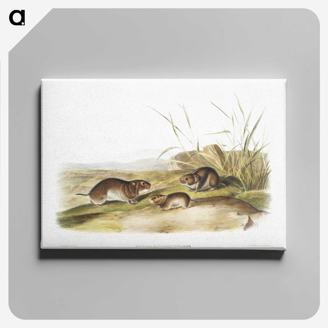 2-42_The-Viviparous-Quadrupeds_canvas