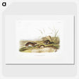 2-42_The-Viviparous-Quadrupeds_picture