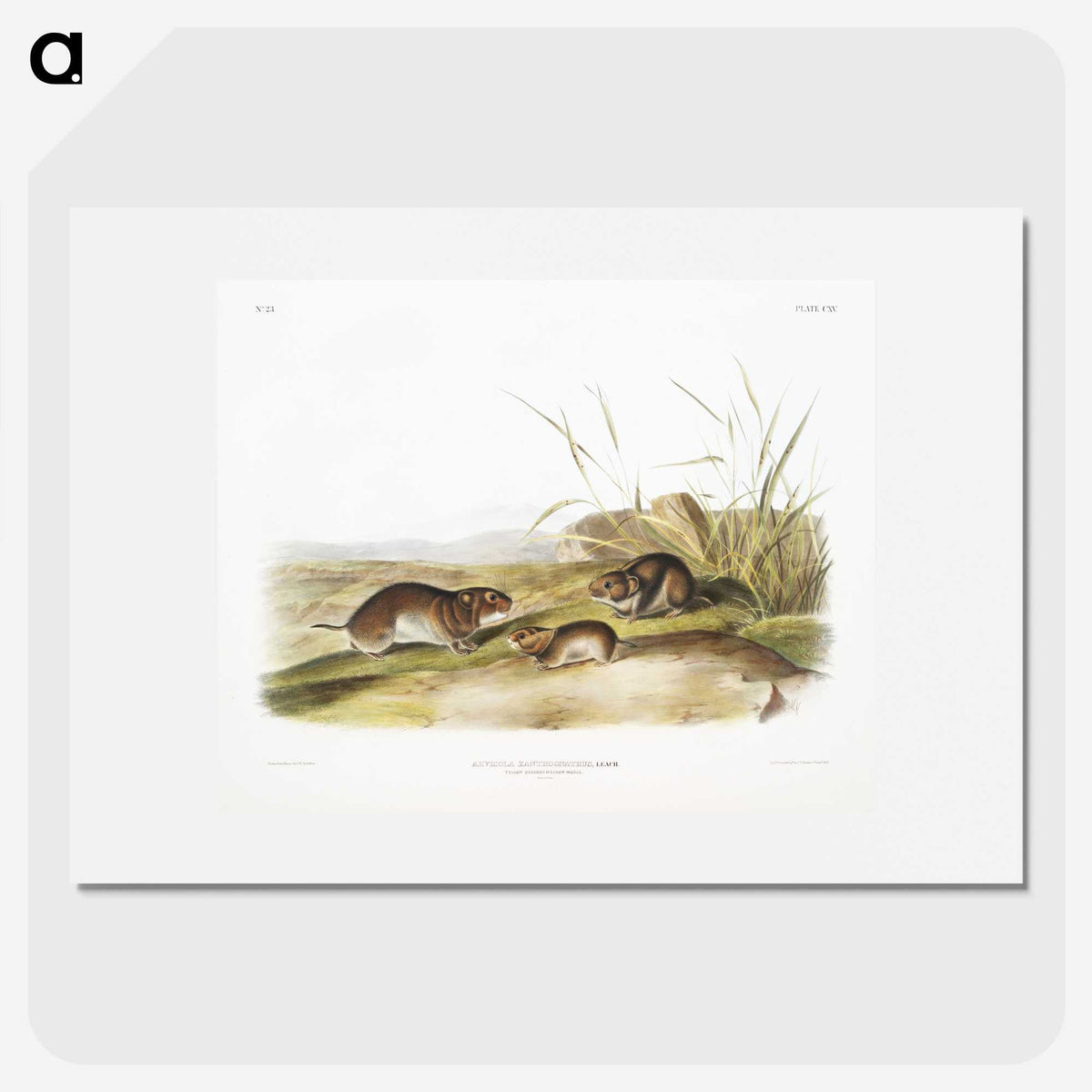 2-42_The-Viviparous-Quadrupeds_picture