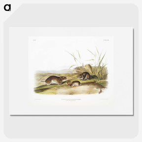 2-42_The-Viviparous-Quadrupeds_picture