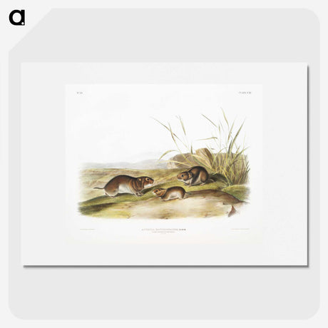 2-42_The-Viviparous-Quadrupeds_picture