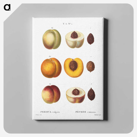2-42_Treatise-on-Trees-and-Shrubs_canvas