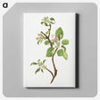 2-42_USDA-Watercolor-Fruit-Painting-Collection_canvas