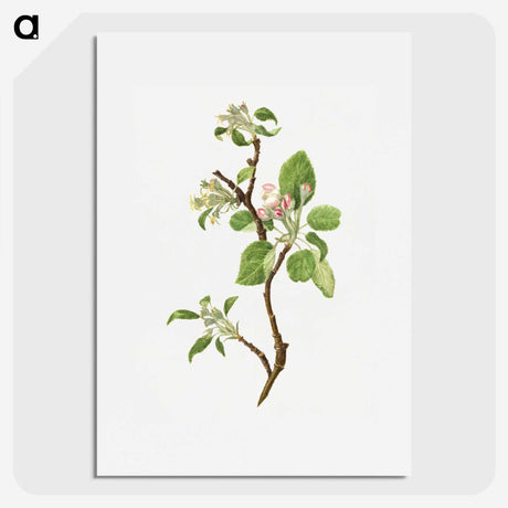 2-42_USDA-Watercolor-Fruit-Painting-Collection_picture