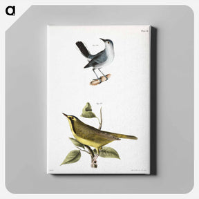アートパネル-The Blue-gray Gnatcatcher - ニューヨークの動物学 Canvas.