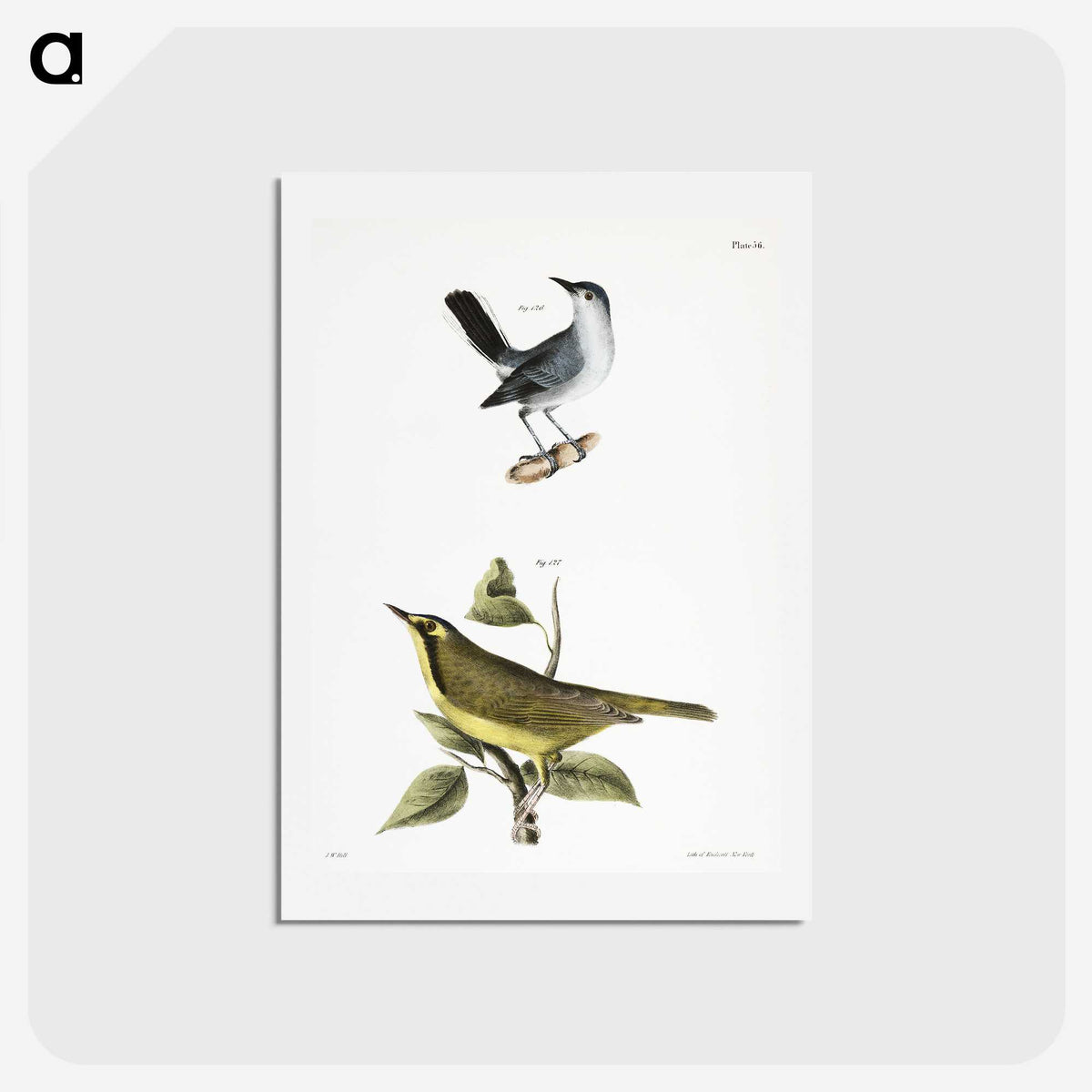 2-42_Zoology-of-New-York_hagaki