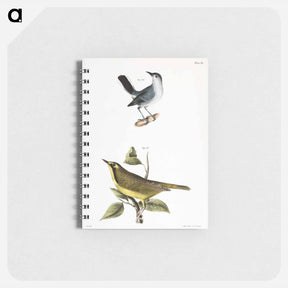 アートメモ帳-The Blue-gray Gnatcatcher - ニューヨークの動物学 Memo.