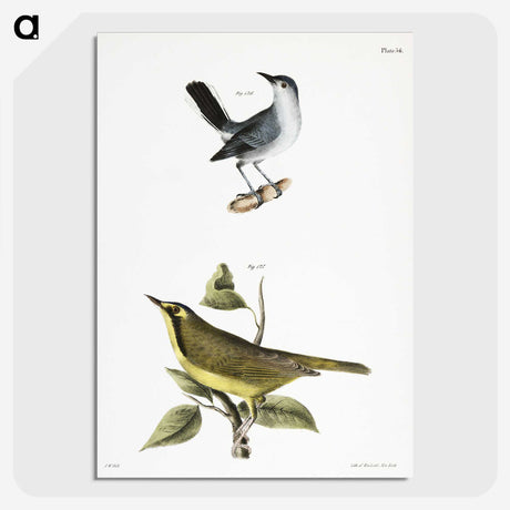 2-42_Zoology-of-New-York_picture-crop
