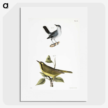 2-42_Zoology-of-New-York_picture