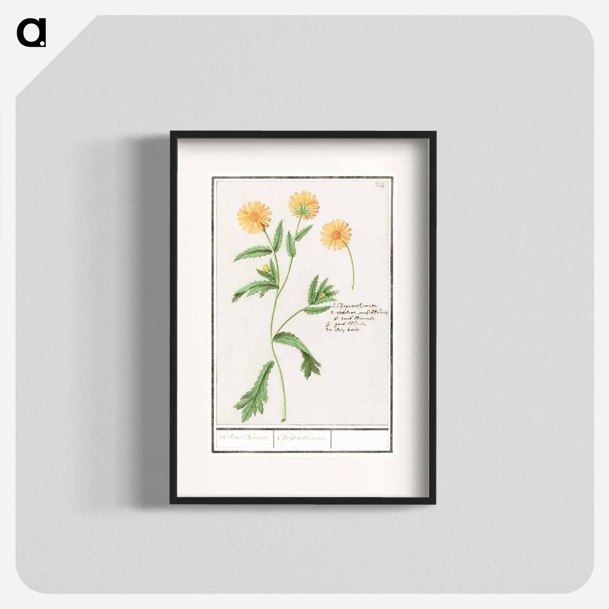 Chrysant, Chrysanthemum - アンセルムス ボエティウス デ ブート Poster.