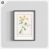 Chrysant, Chrysanthemum - アンセルムス ボエティウス デ ブート Poster.