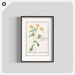 アートポスター-Chrysant, Chrysanthemum - アンセルムス ボエティウス デ ブート Poster.