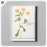 Chrysant, Chrysanthemum - アンセルムス ボエティウス デ ブート Canvas.