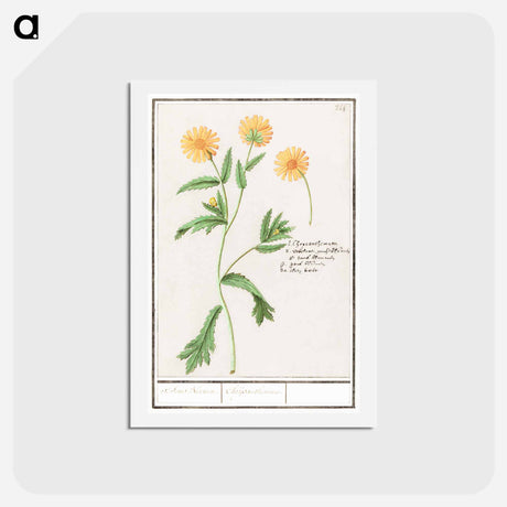 アートポストカード-Chrysant, Chrysanthemum - アンセルムス ボエティウス デ ブート Postcard.