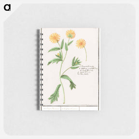 アートメモ帳-Chrysant, Chrysanthemum - アンセルムス ボエティウス デ ブート Memo.