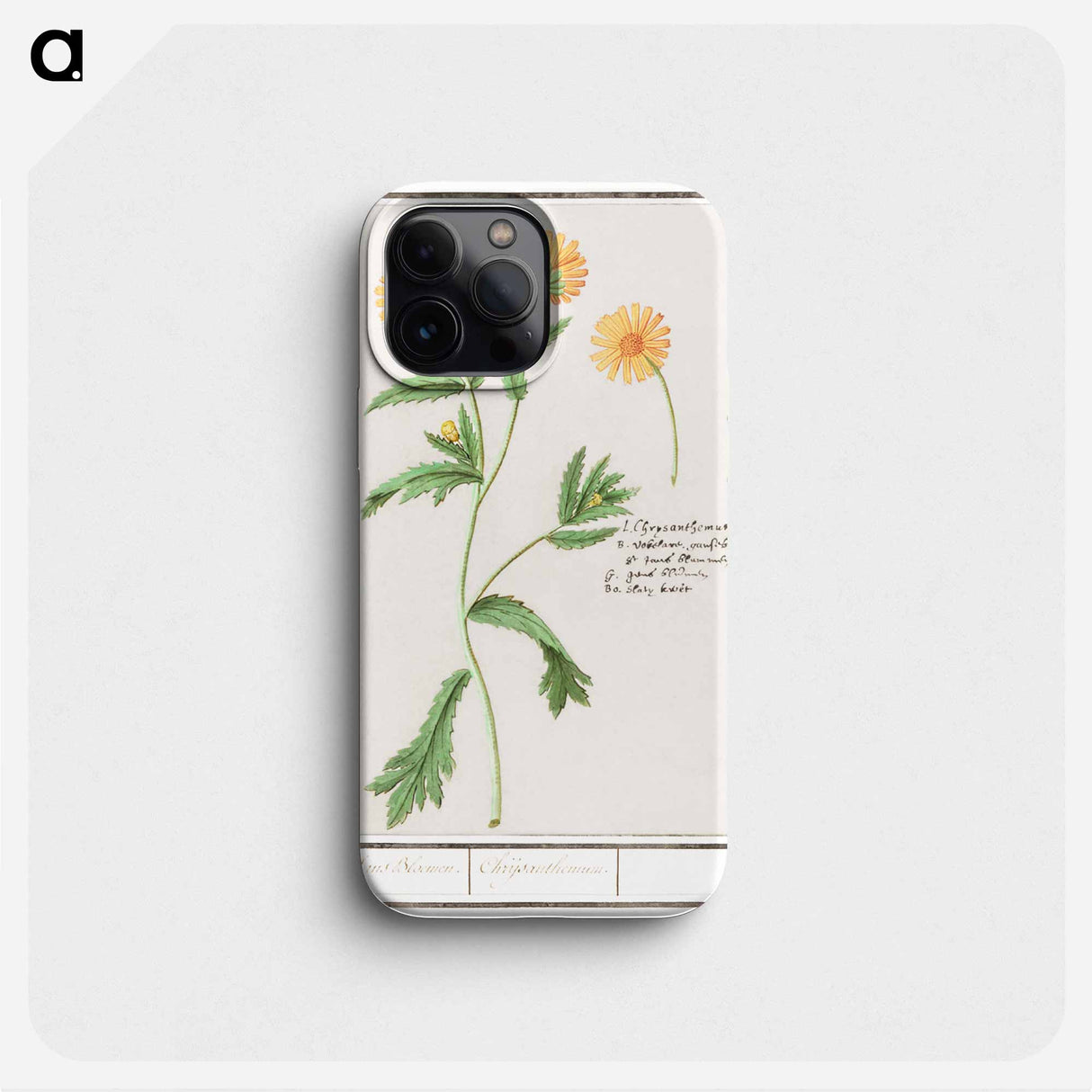 Chrysant, Chrysanthemum - アンセルムス ボエティウス デ ブート Phone Case.