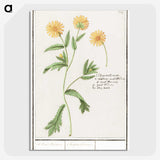 2-43_Anselmus-Boetius-de-Boodt_picture-crop