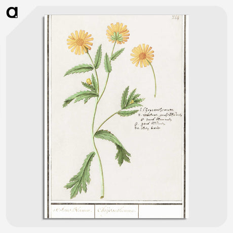 2-43_Anselmus-Boetius-de-Boodt_picture-crop