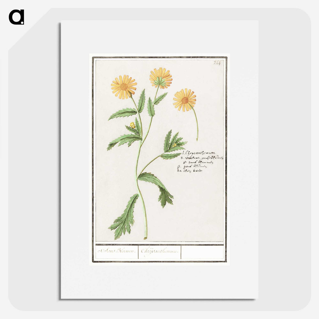 2-43_Anselmus-Boetius-de-Boodt_picture
