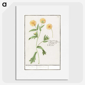 2-43_Anselmus-Boetius-de-Boodt_picture
