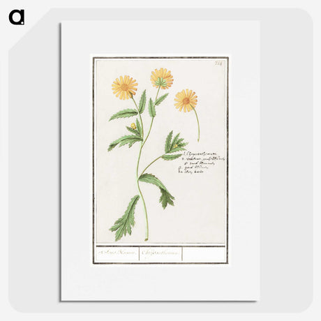2-43_Anselmus-Boetius-de-Boodt_picture