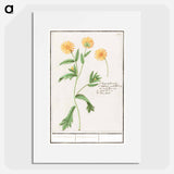 Chrysant, Chrysanthemum - アンセルムス ボエティウス デ ブート Poster.