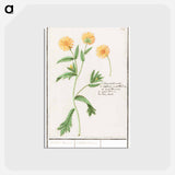 アートポストカード-Chrysant, Chrysanthemum - アンセルムス ボエティウス デ ブート Postcard.