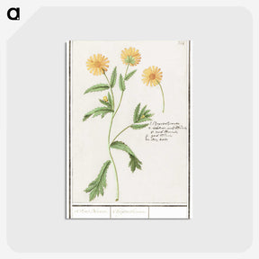 2-43_Anselmus-Boetius-de-Boodt_postcard