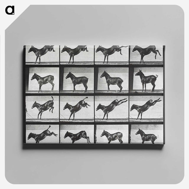 2-43_Eadweard-Muybridge_canvas
